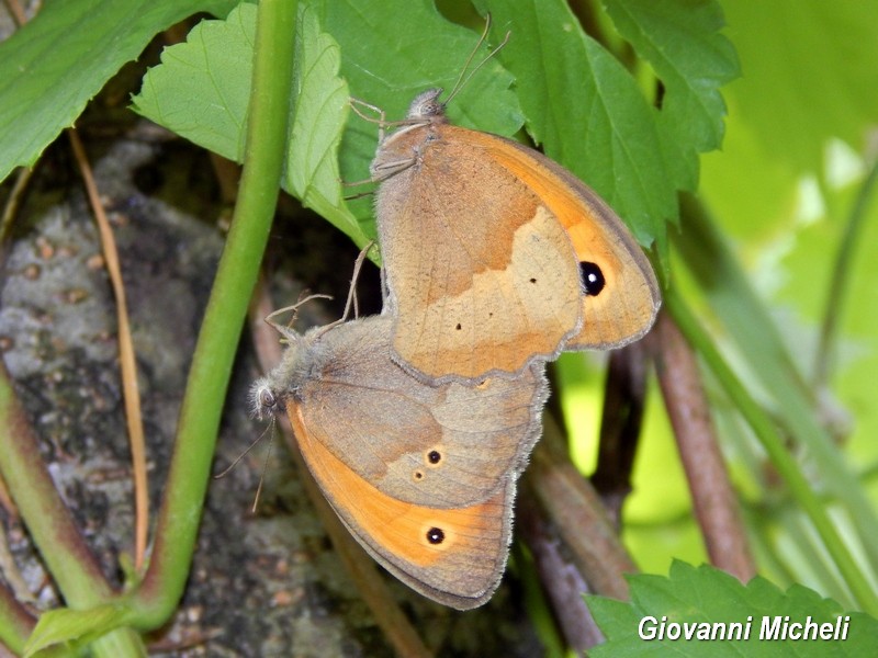 Alla ricerca del Satyrium pruni